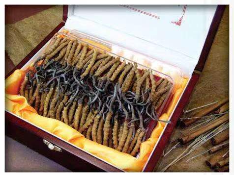 临沭冬虫夏草回收